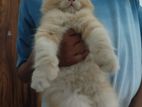 Persian Kitten