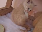 Persian Kitten