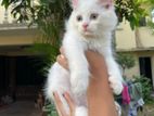 Persian Kitten