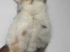 Persian Kitten
