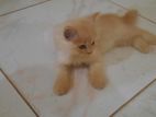 Persian Kitten