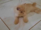 Persian Kitten