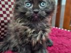 Persian kitten