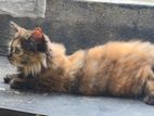 Persian kitten
