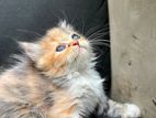 Persian Kitten