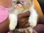 Persian Kitten