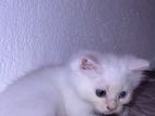 Persian kitten