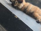 persian kitten