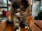 Persian Kitten