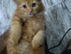 Persian Kitten