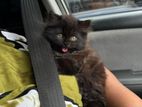 Persian Kitten