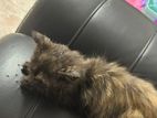 Persian Kitten