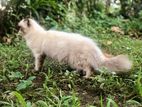Persian Kittens