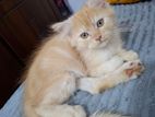 Persian kitten