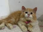 Persian Kittens