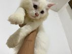 Persian Kittens