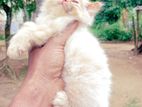 Persian Kittens