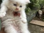 persian kitten