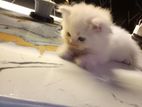 Persian Kitten
