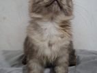 Persian kitten