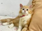 Persian Kitten