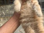 persian kitten