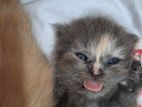 Persian Kitten