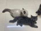 Persian Kitten