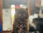 Persian Cat