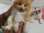 Persian Kitten