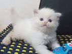 Persian Kitten