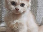 Persian Kitten