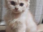 Persian Kitten