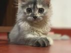 Persian Kitten