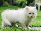 Persian Kitten