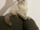 Persian Kitten