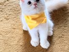 Persian Kitten
