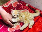 Persian Kitten
