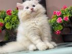 Persian Kittens