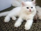 Persian Kitten