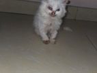 Persian Kitten