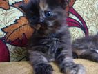 Persian Kitten