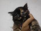Persian Kitten