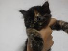 Persian Kitten