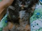 Persian Kitten
