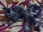 Persian Kittens
