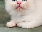Persian Kitten