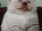 Persian Kitten