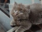 Persian Kitten