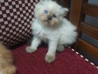 Persian Kitten